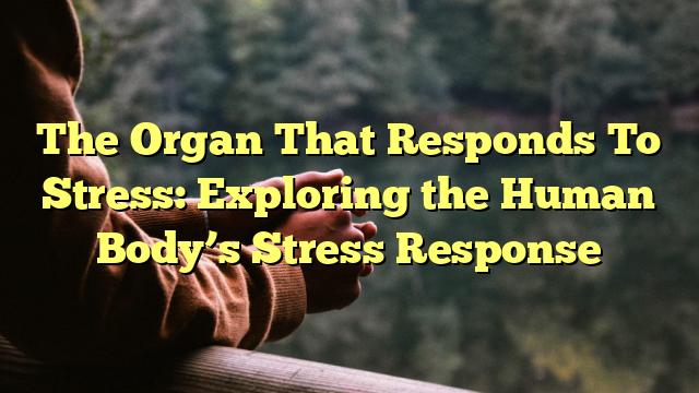 The Organ That Responds To Stress: Exploring the Human Body’s Stress Response